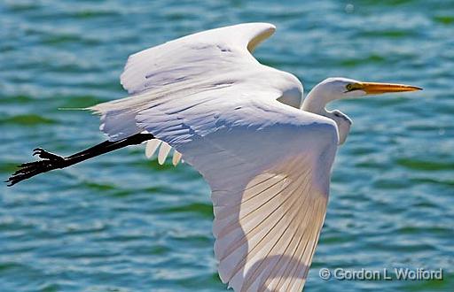 Egret In Flight_26404.jpg - Great Egret (Ardea alba) photographed near Breaux Bridge, Louisiana, USA.